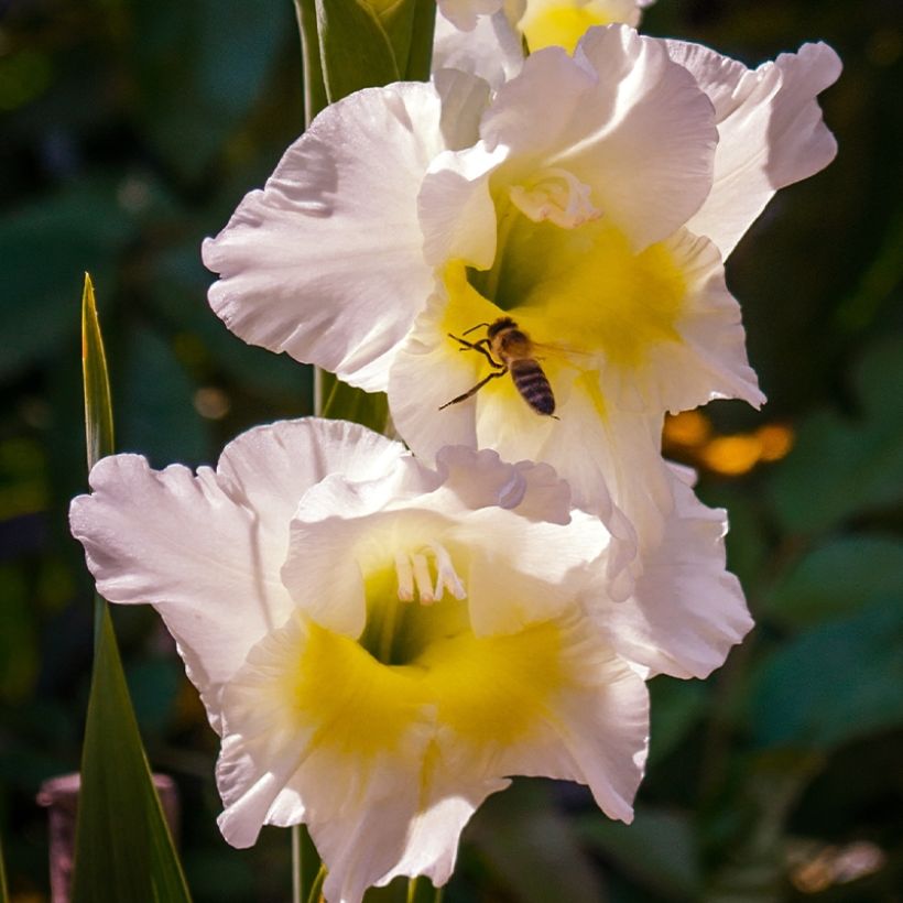 Gladiolo Break of Dawn (Flowering)