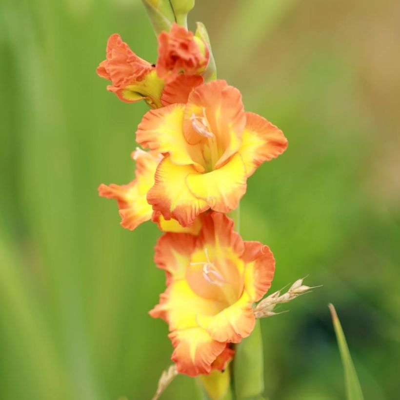 Gladiolo Princess Margaret Rose (Fioritura)