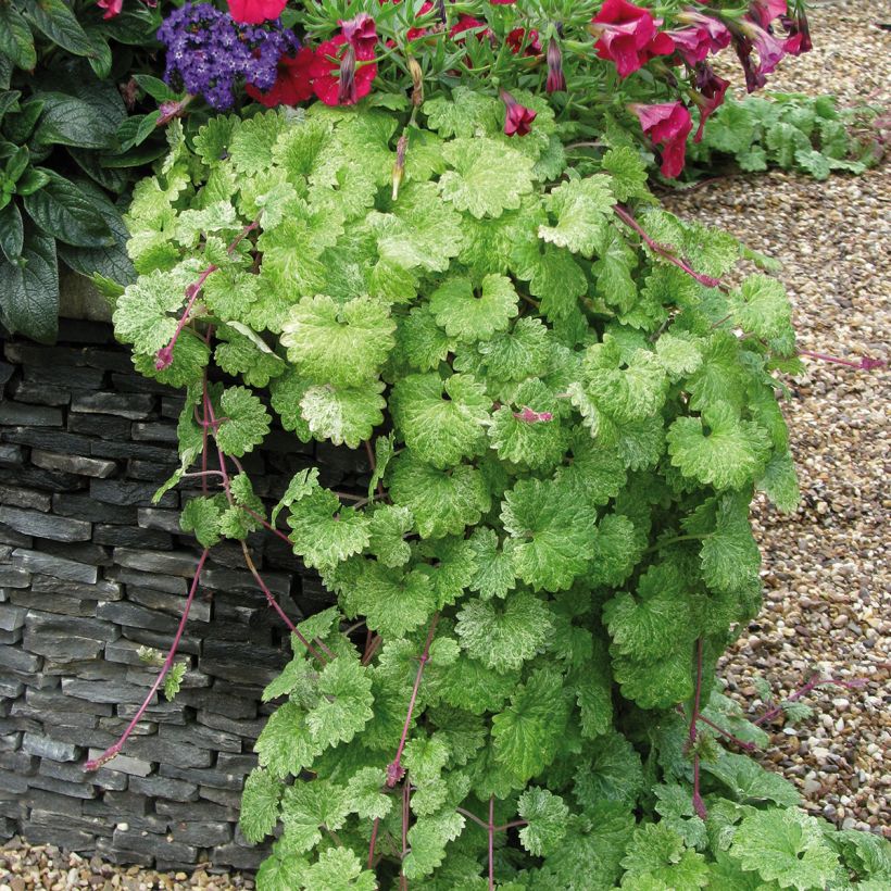 Glechoma hederacea Dappled Light (Plant habit)