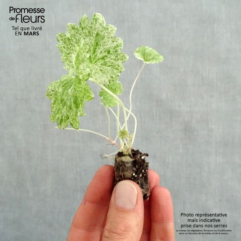 Example of Glechoma hederacea Dappled Light Mini zolla Ø 1,5/2,5 cm as you get in printemps