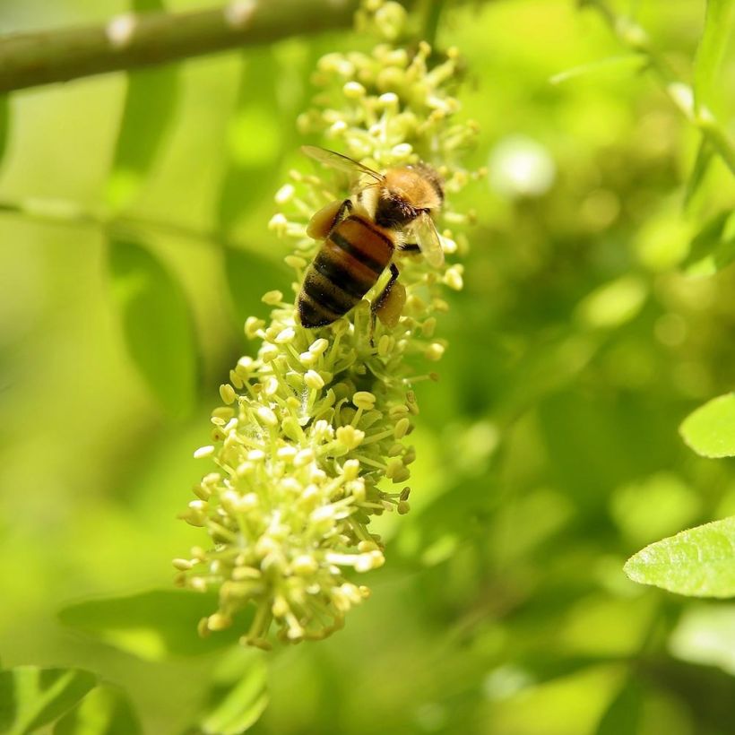 Gleditsia triacanthos f.inermis Shademaster (Flowering)