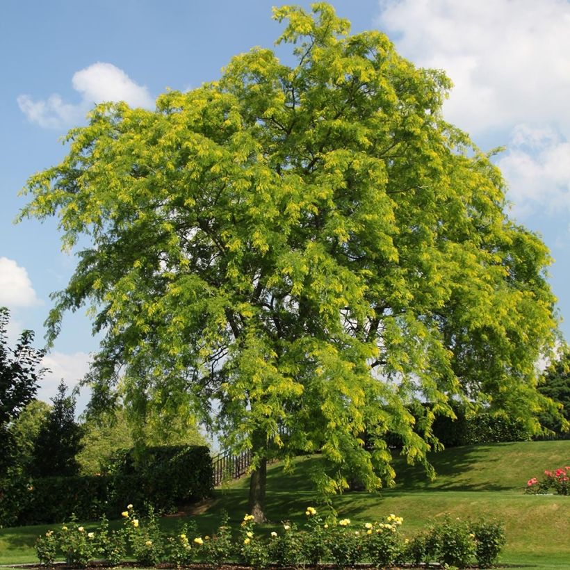 Gleditsia triacanthos f.inermis Shademaster (Plant habit)