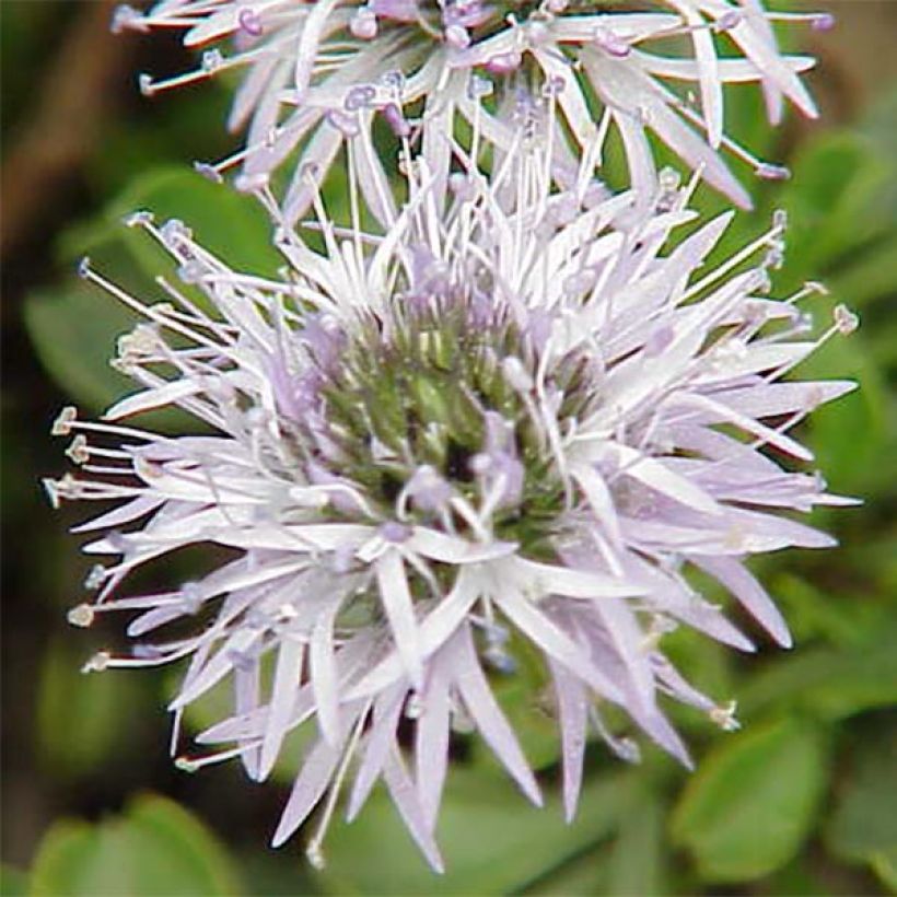 Globularia cordifolia - Vedovelle celesti (Flowering)