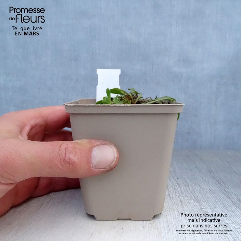 Example of Globularia trichosantha Vasetto da 8/9 cm as you get in printemps