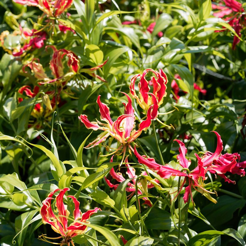 Gloriosa superba var. rothschildiana (Plant habit)