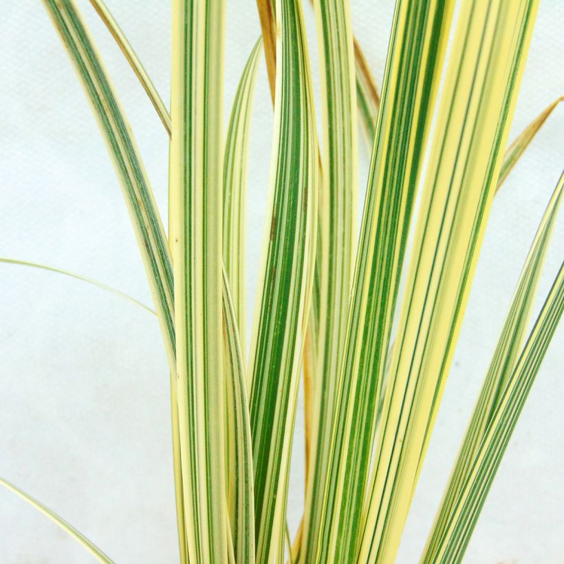 Glyceria maxima Variegata (Fogliame)