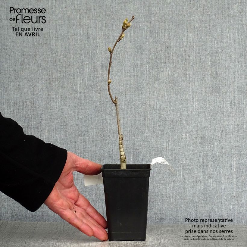 Wisteria venusta Grande Diva Barbara - Glicine Vaso da 1L/1,5L esemplare consegnato in primavera