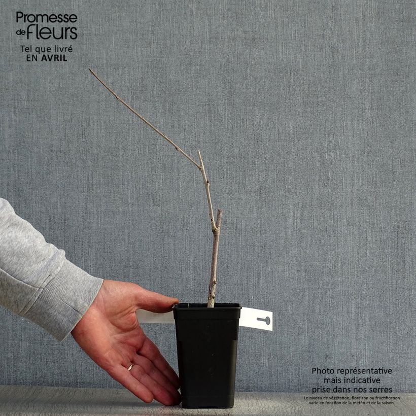 Example of Wisteria venusta Grande Diva Cecilia - Glicine Vasetto da 8/9 cm as you get in printemps