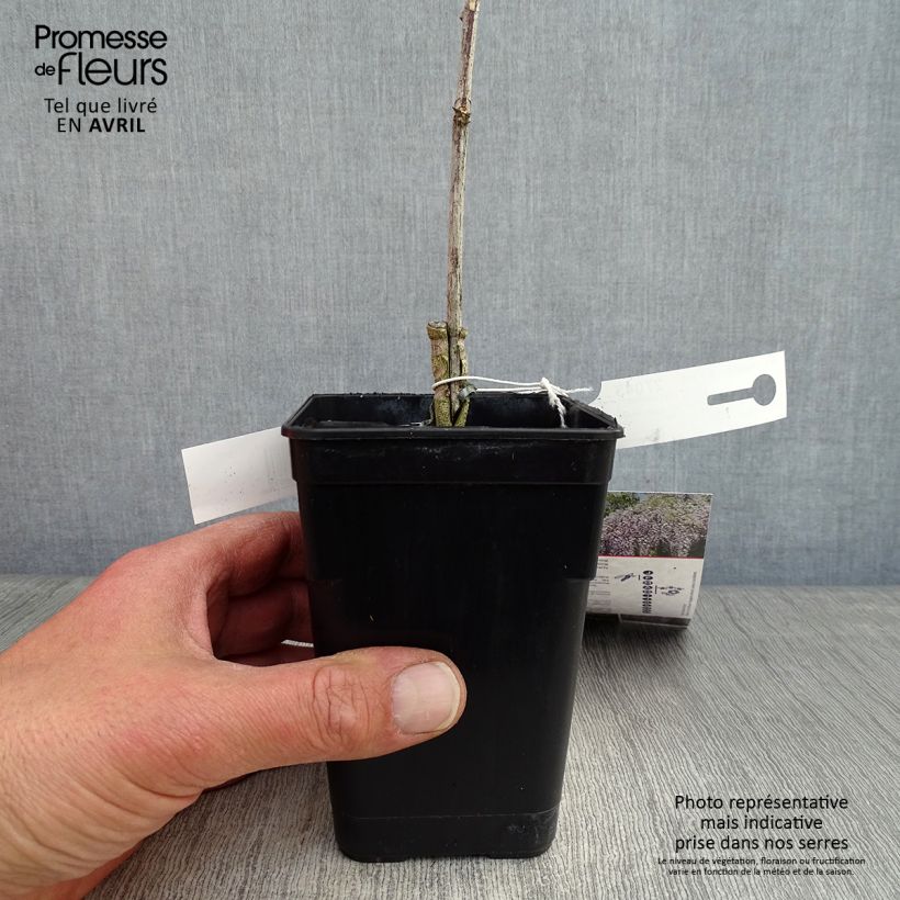 Example of Wisteria venusta Grande Diva Maria - Glicine Vaso da 1L/1,5L as you get in printemps