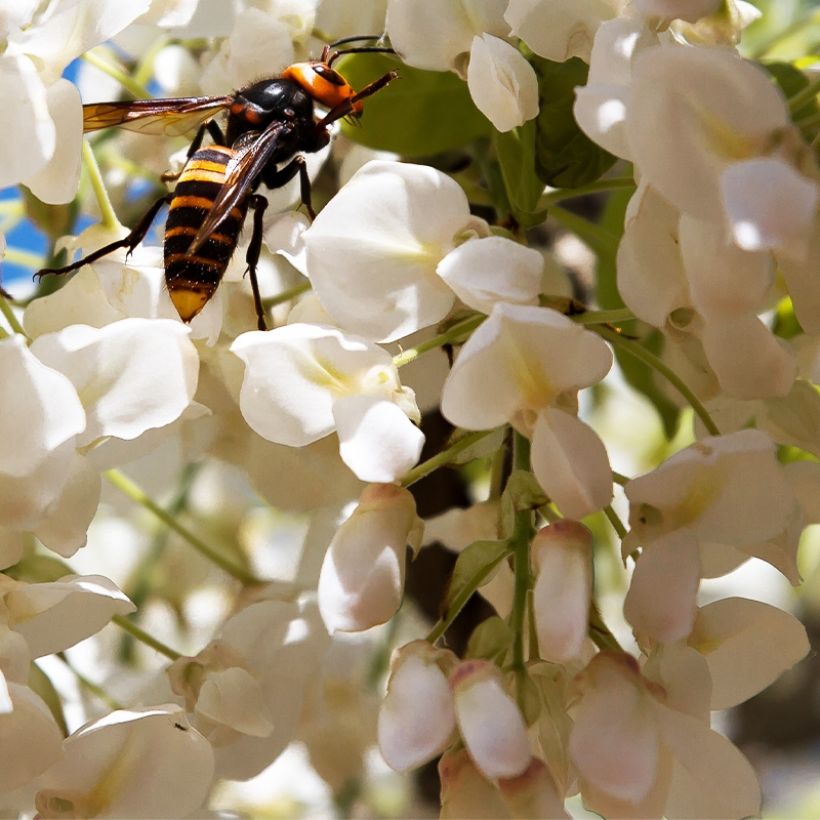 Wisteria frutescens var. macrostachya Clara Mack - Glicine americano (Fioritura)