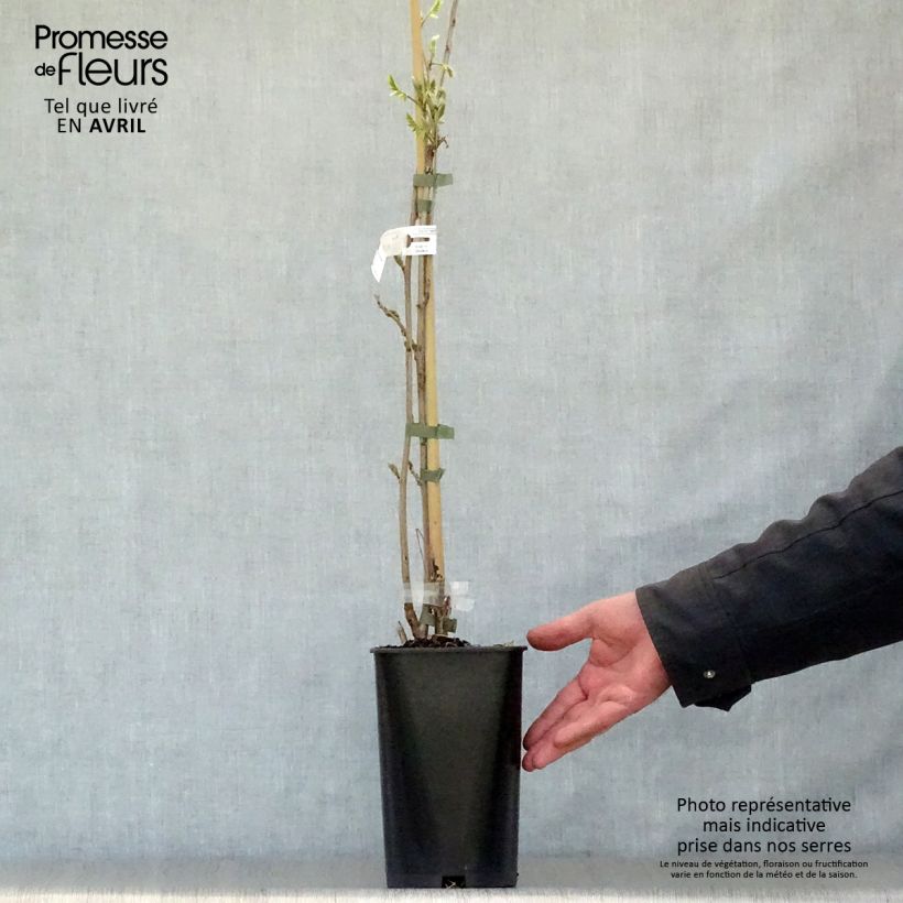 Wisteria sinensis Caroline - Glicine comune Vaso da 2L/3L esemplare consegnato in primavera