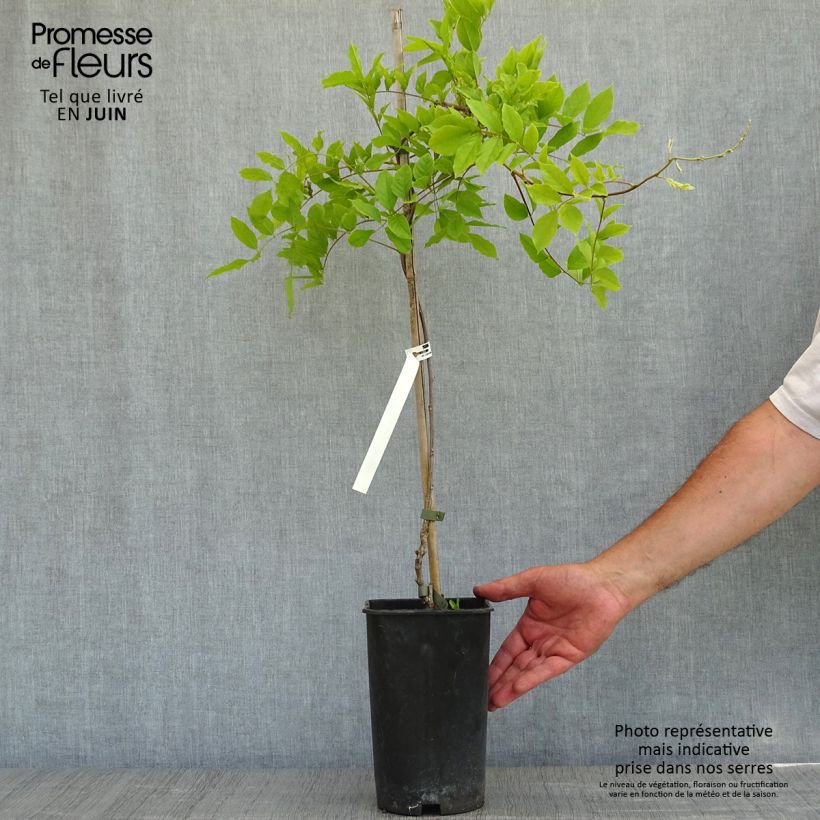 Glicine comune - Wisteria sinensis Vaso da 2L/3L esemplare consegnato in primavera