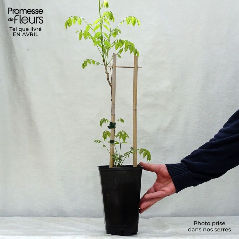 Wisteria sinensis Prolific - Glicine comune Vaso da 1,5L/2L esemplare consegnato in primavera