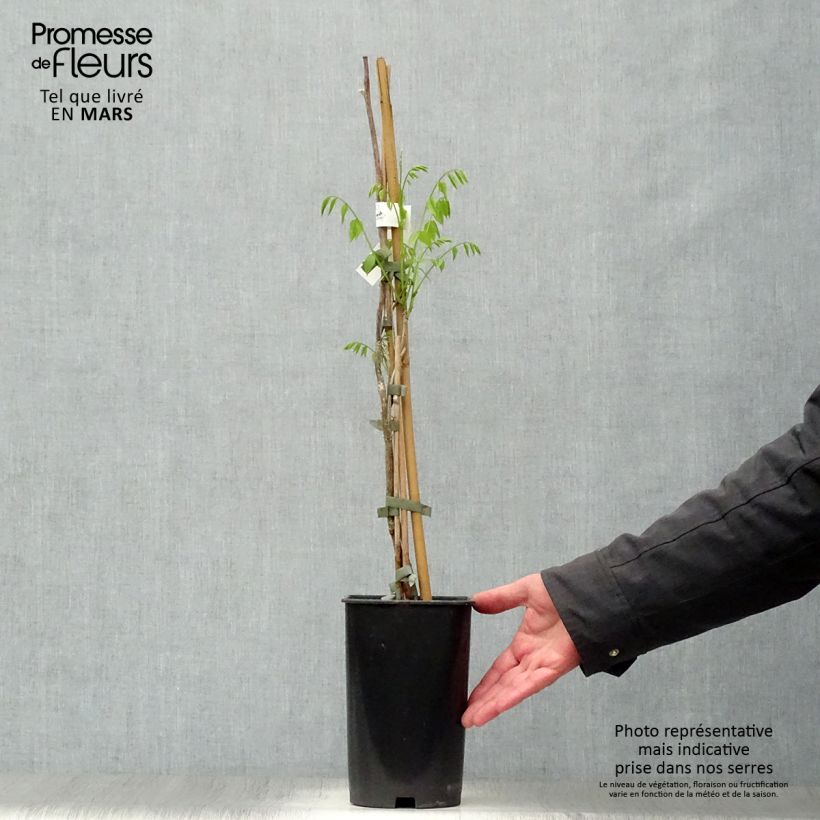 Millettia japonica Satsuma Vaso da 2L/3L esemplare consegnato in primavera