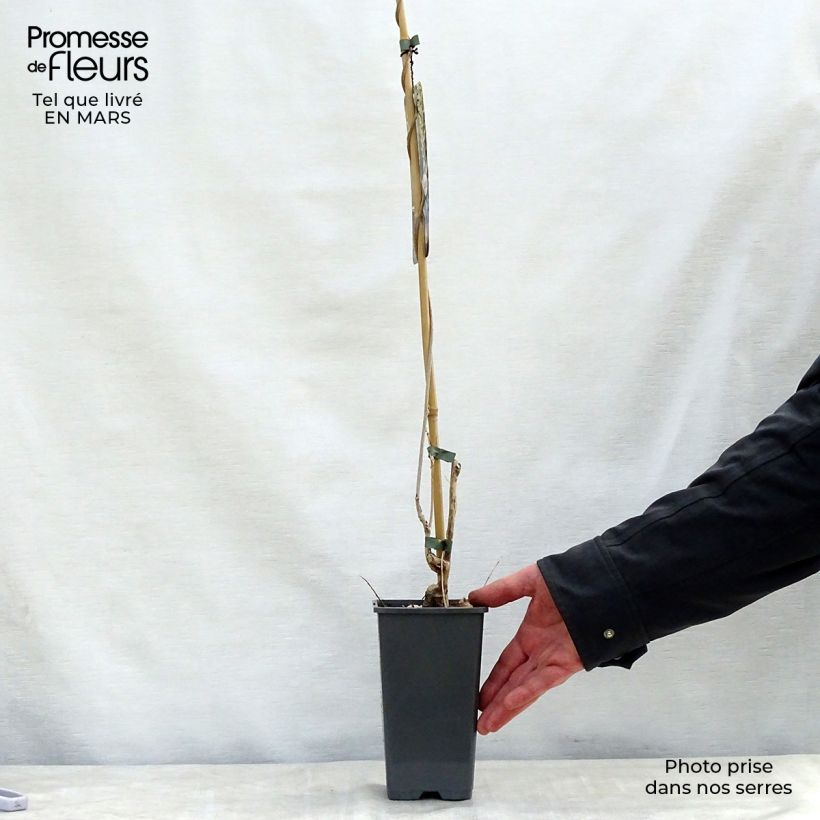 Wisteria floribunda Alba - Glicine Vaso da 1,5L/2L esemplare consegnato in primavera