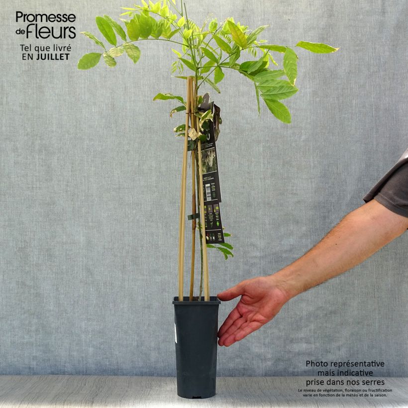 Esemplare di Wisteria floribunda Alba - Glicine Vaso da 1,5L/2L consegnato in estate