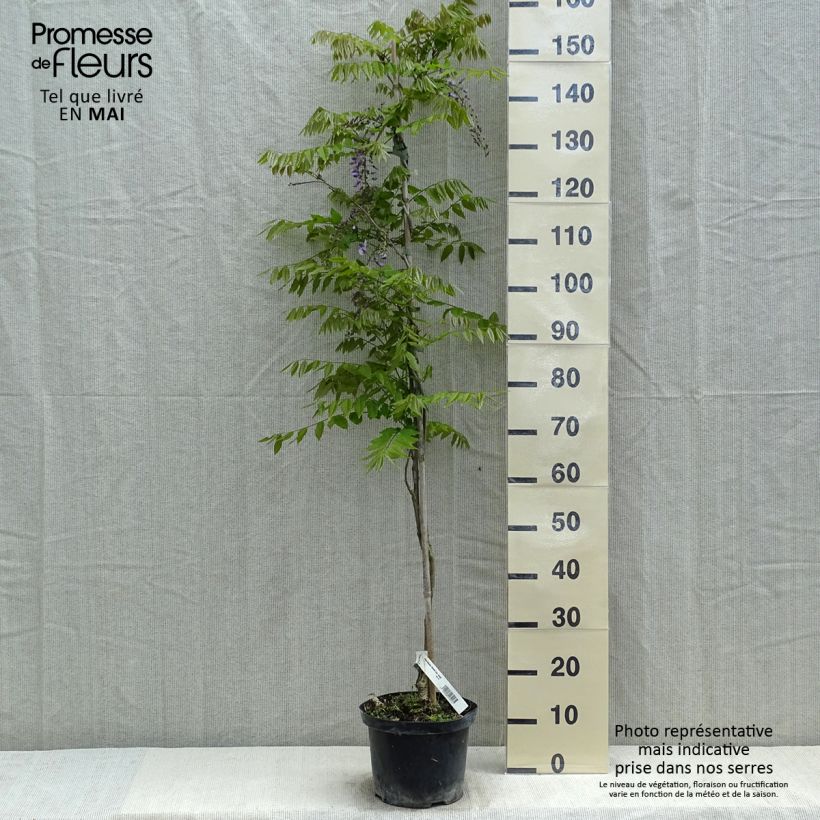 Wisteria floribunda Domino - Glicine Vaso da 3L/4L esemplare consegnato in primavera