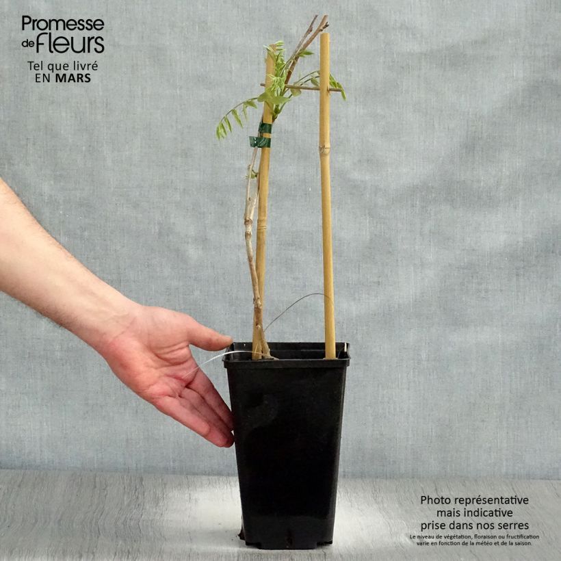 Example of Wisteria floribunda Honbeni - Glicine Vaso da 2L/3L as you get in printemps