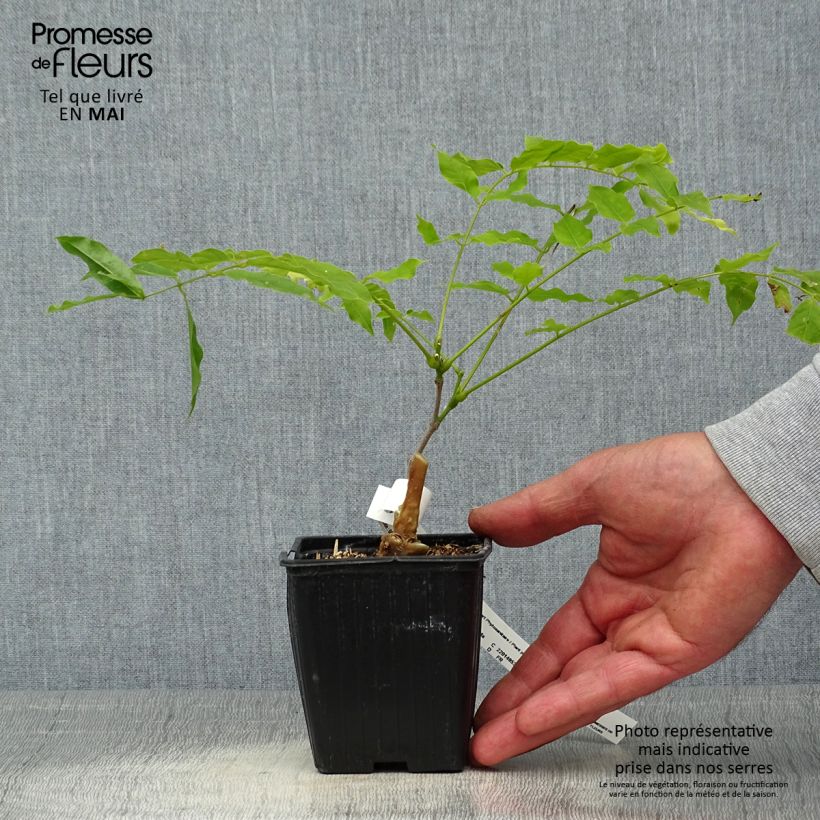 Wisteria floribunda Macrobotrys - Glicine Vasetto da 8/9 cm esemplare consegnato in primavera