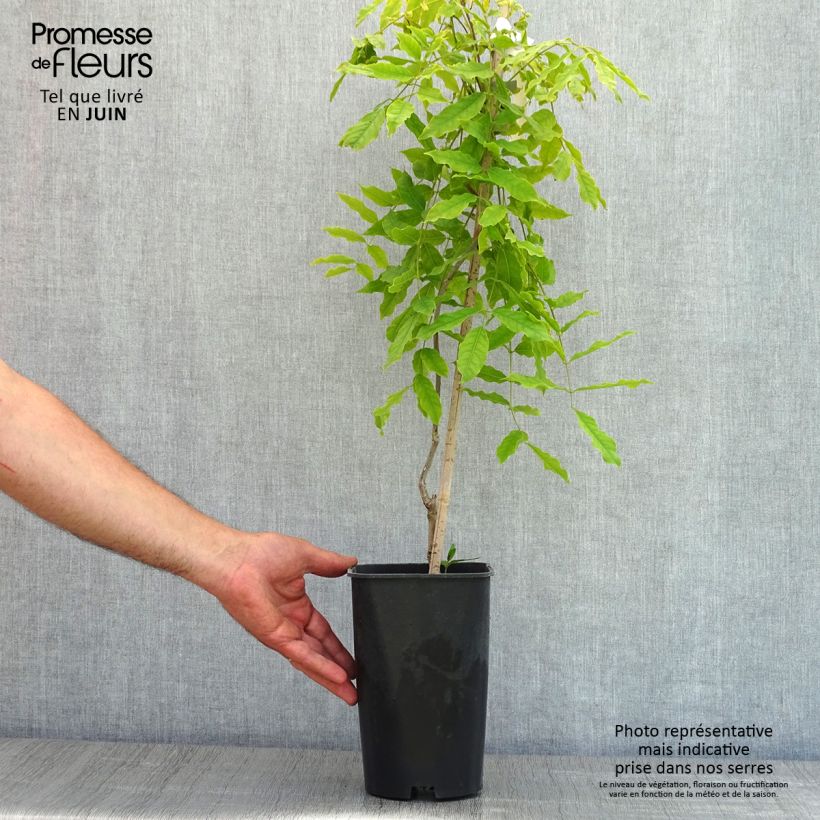 Wisteria floribunda Macrobotrys - Glicine Vaso da 2L/3L esemplare consegnato in primavera