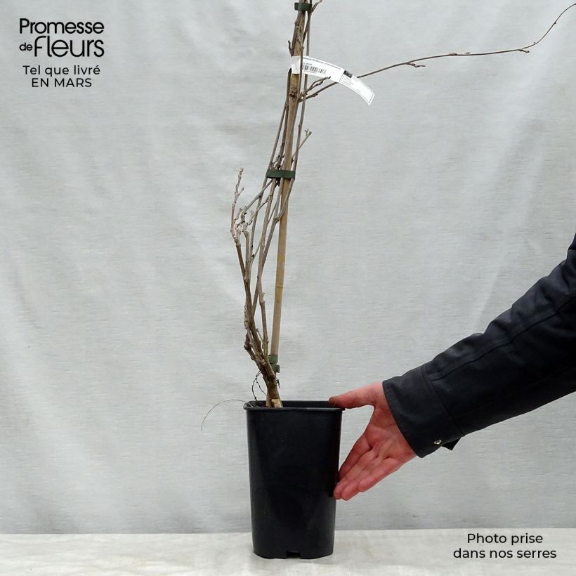 Example of Wisteria floribunda Violacea Plena - Glicine Vaso da 2L/3L as you get in printemps