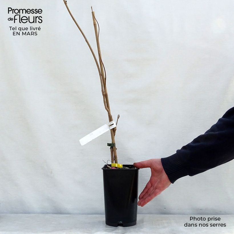 Wisteria venusta - Glicine Vaso da 2L/3L esemplare consegnato in primavera