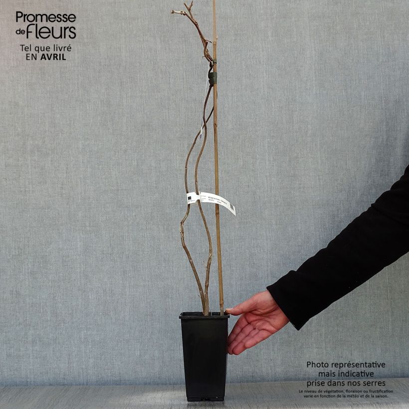 Wisteria venusta Okayama - Glicine Vaso da 2L/3L esemplare consegnato in primavera