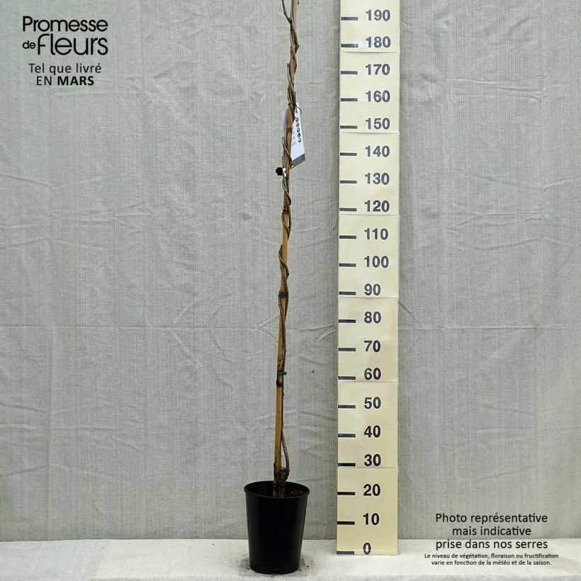 Wisteria floribunda Lawrence - Glicine Vaso da 6L/7L esemplare consegnato in primavera