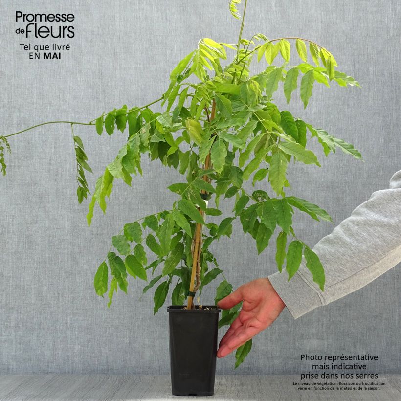 Wisteria floribunda Lipstick - Glicine Vaso da 1,5L/2L esemplare consegnato in primavera