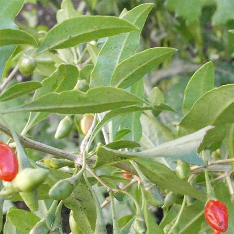 Lycium barbarum Big Lifeberry - Goji (Foliage)