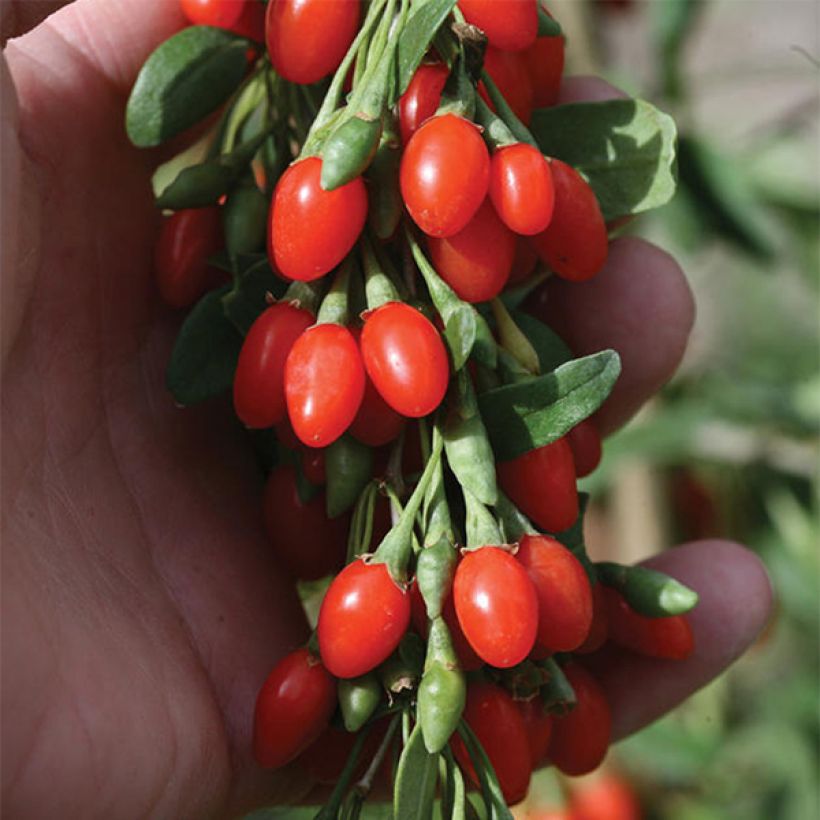 Lycium barbarum Big Lifeberry - Goji (Flowering)