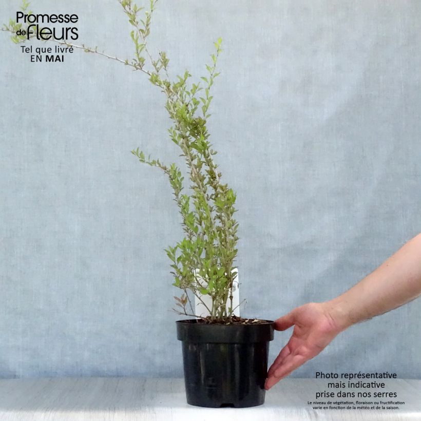 Example of Lycium barbarum Big Lifeberry - Goji Vaso da 1,5L/2L, Multifusto as you get in printemps