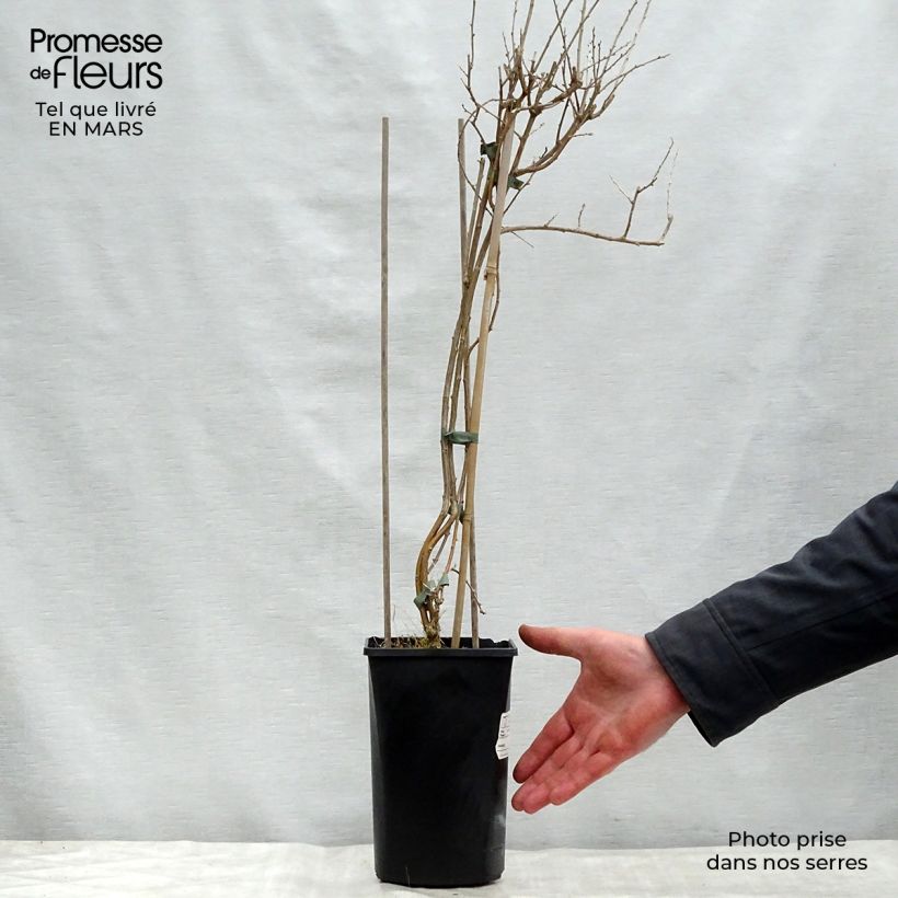 Lycium barbarum Instant Success - Goji Vaso da 1,5L/2L esemplare consegnato in primavera