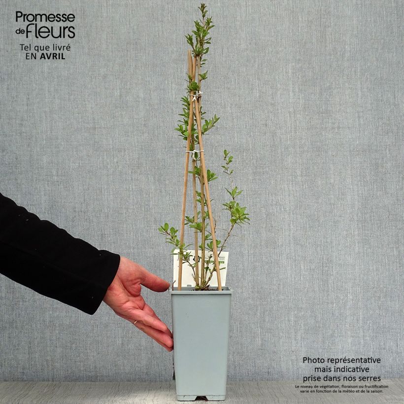 Example of Lycium barbarum - Goji Vaso da 1,5L/2L, A cespuglio as you get in printemps