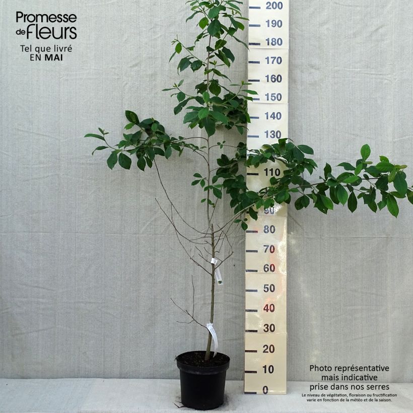 Example of Nyssa sylvatica - Tupelo nero Vaso da 7,5L/10L as you get in printemps