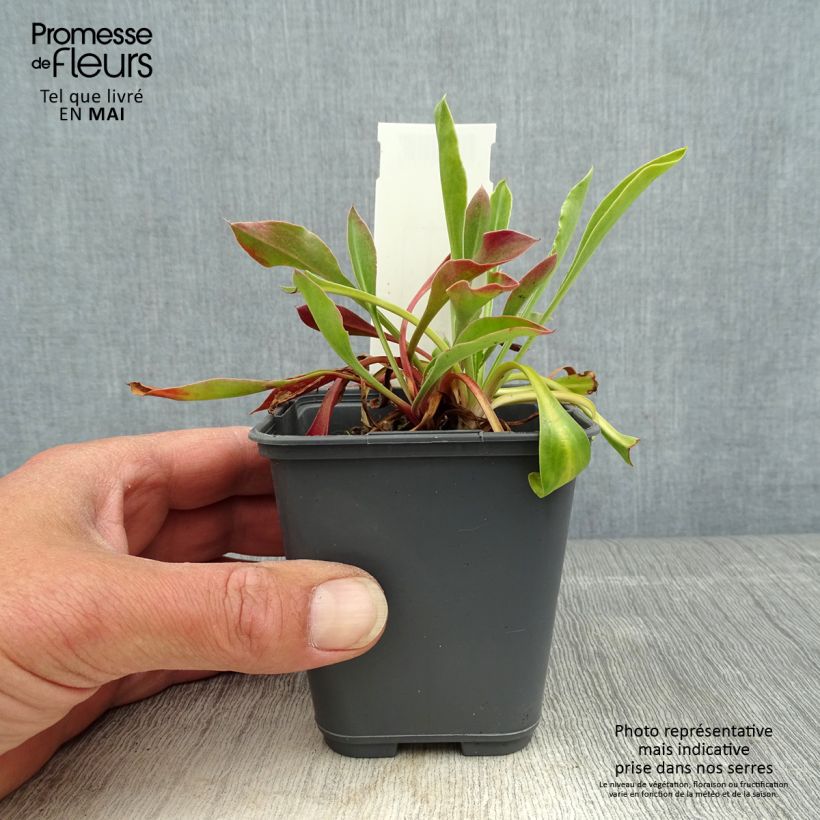 Goniolimon collinum Vasetto da 8/9 cm esemplare consegnato in primavera