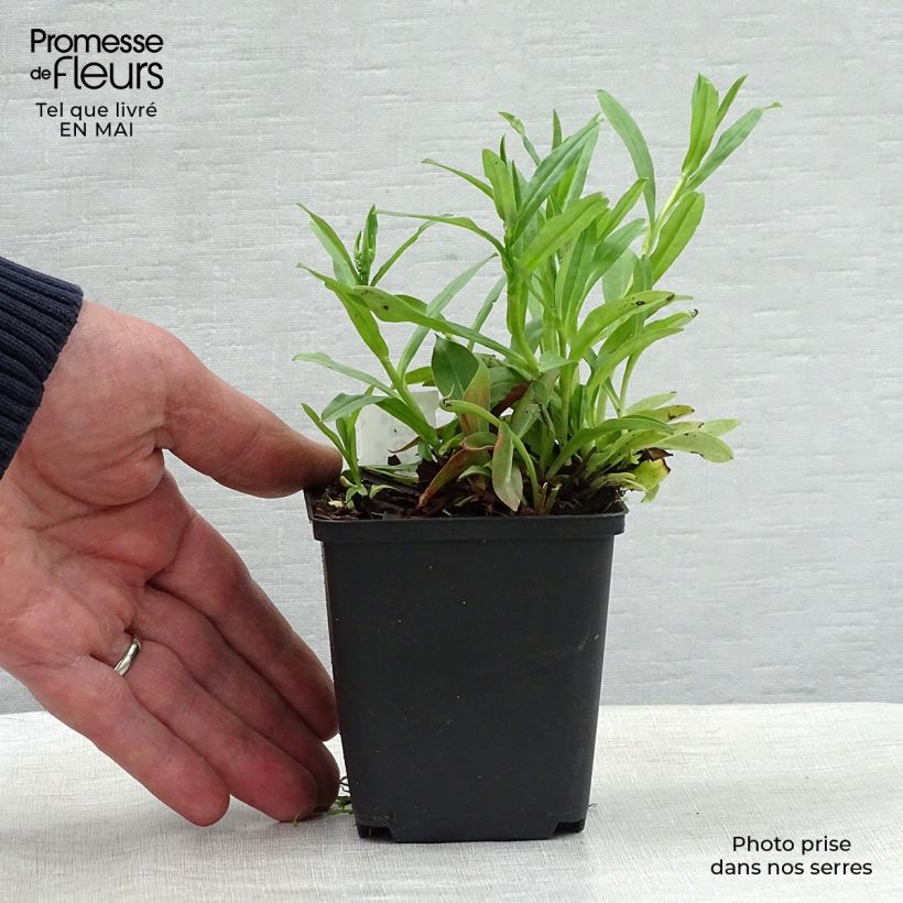 Example of Goniolimon tataricum - Limonio tatarico Vasetto da 8/9 cm as you get in printemps