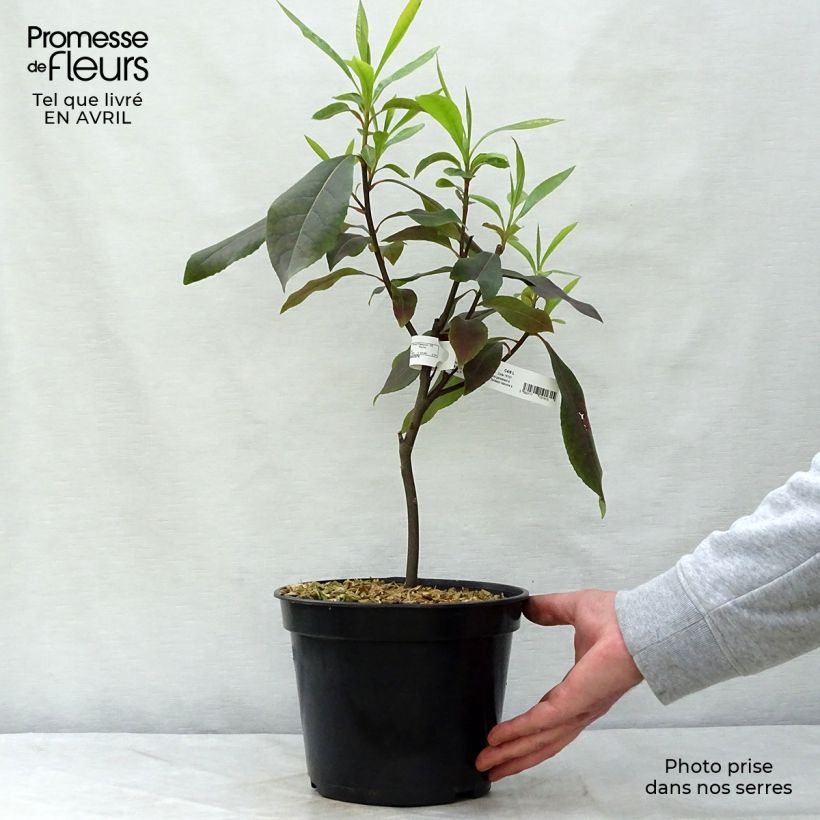 Example of Gordlinia grandiflora Vaso da 3L/4L as you get in printemps