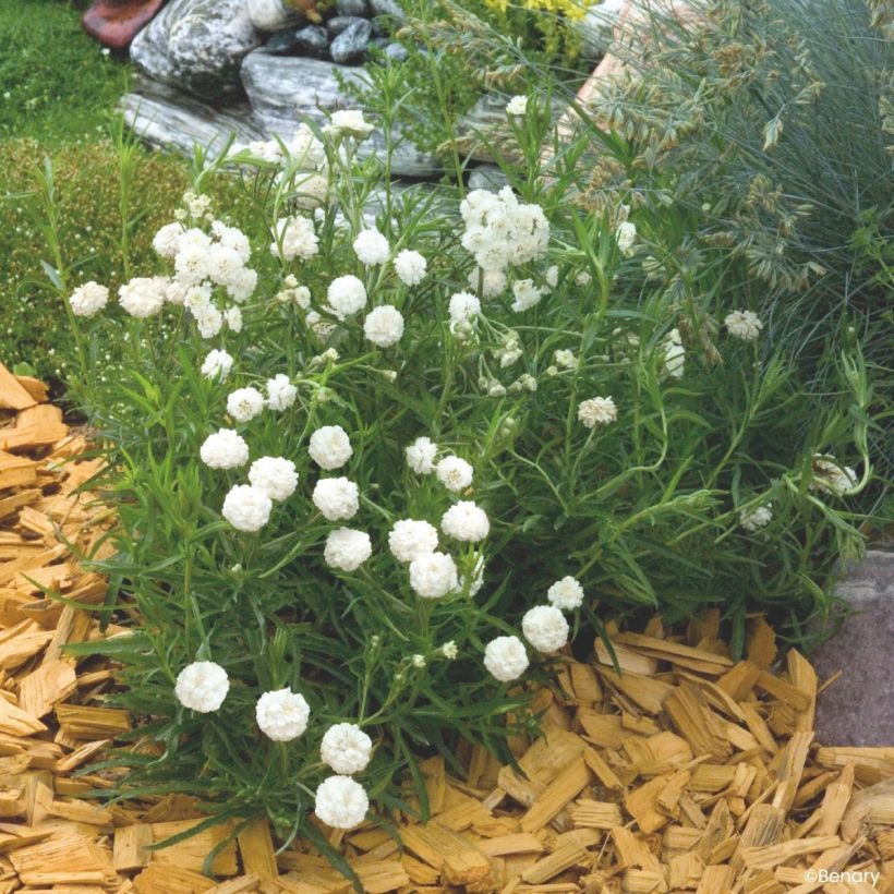 Achillea ptarmica Marshmallow (Semi rivestiti) (Porto)