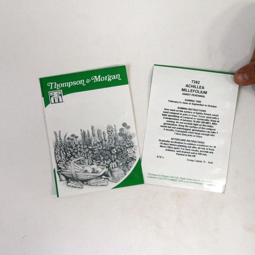 Esempio di esemplare Achillea millefolium Cassis (semi) sacchetto di 5100 semi circa (1g) come consegnato