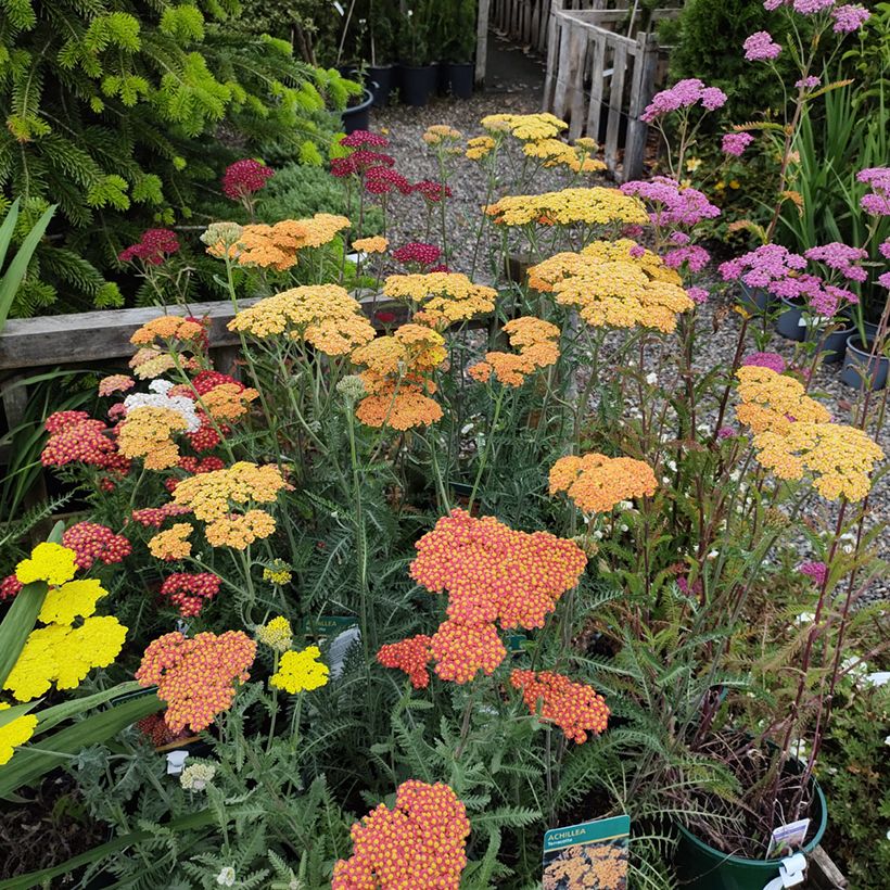 Achillea millefolium Summer Pastels F2 Mix (Porto)