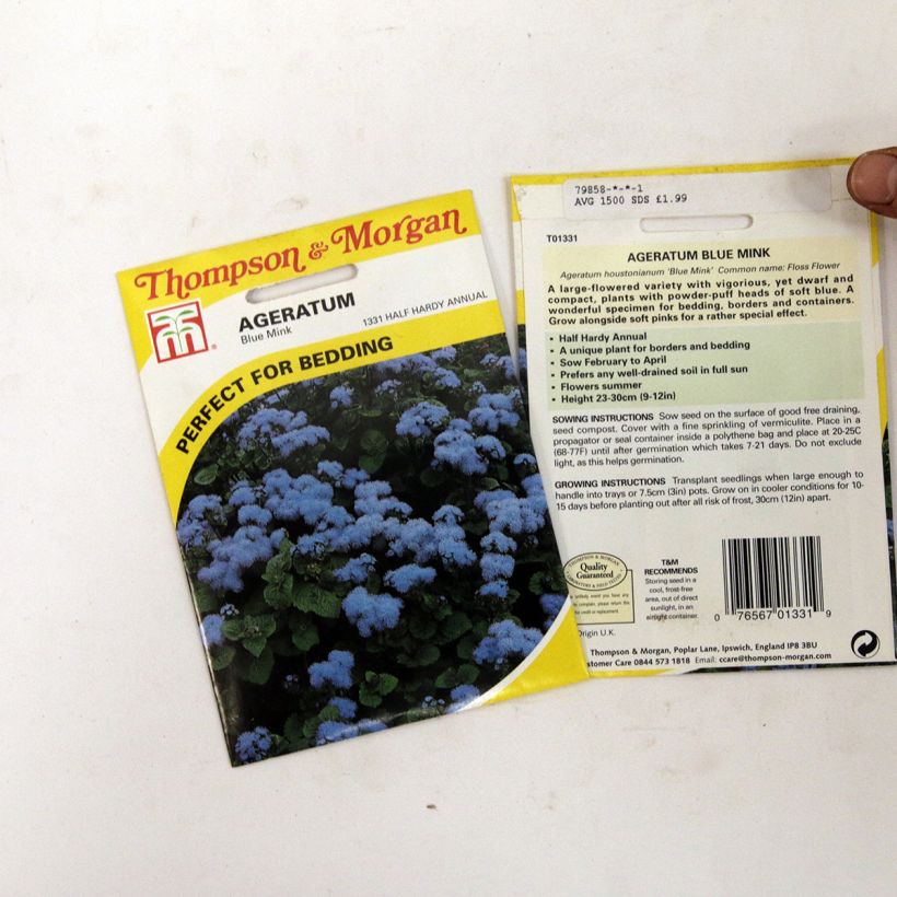 Example of Ageratum Blue Mink sacchetto di 1500 semi circa as you get