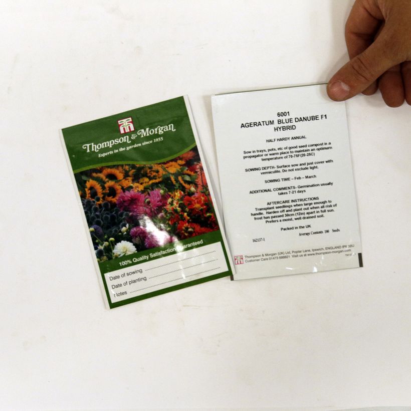 Esempio di esemplare Ageratum Blue Danube sacchetto di 100 semi circa come consegnato