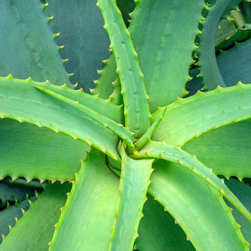 Aloe arborescens (semi) (Fogliame)