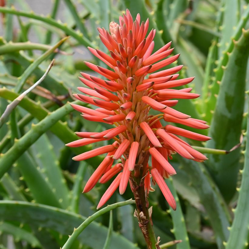 Aloe arborescens (semi) (Fioritura)