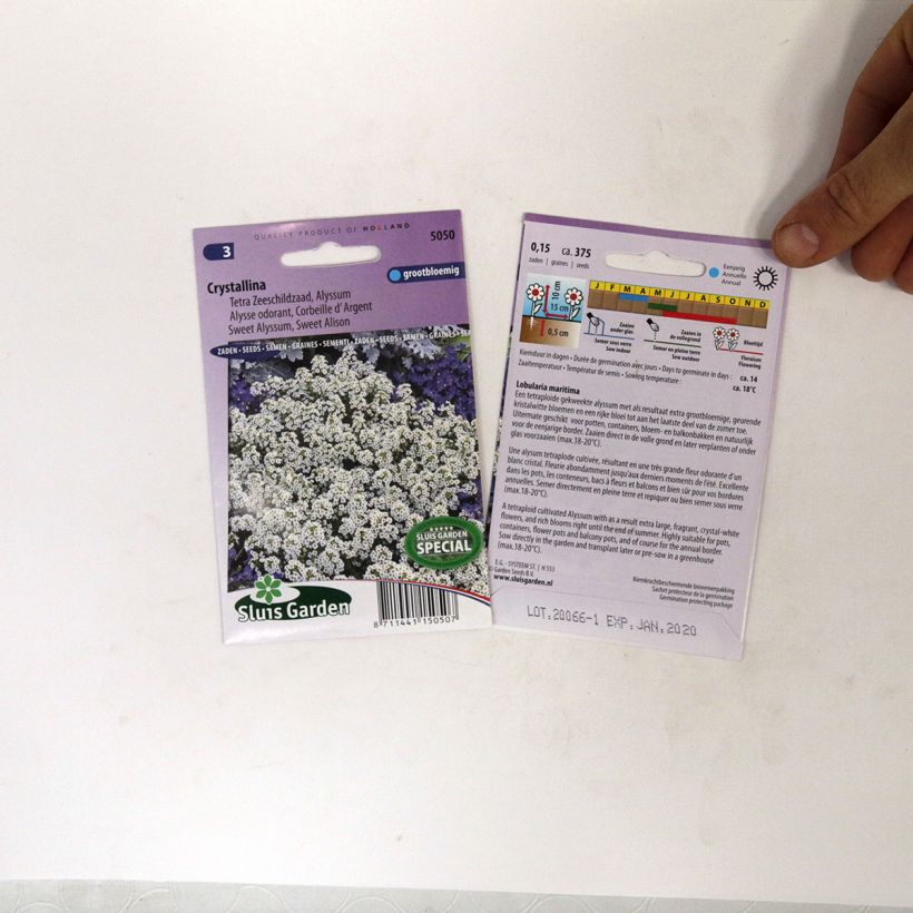 Esempio di esemplare Lobularia maritima Crystallina - Alisso marittimo sacchetto di 375 semi circa come consegnato
