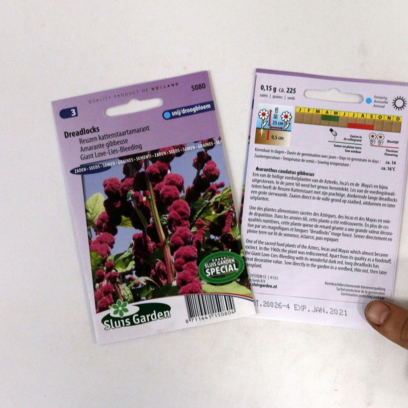 Esempio di esemplare Amaranto Dreadlocks - Amaranthus sacchetto di 500 semi circa (0,4g) come consegnato