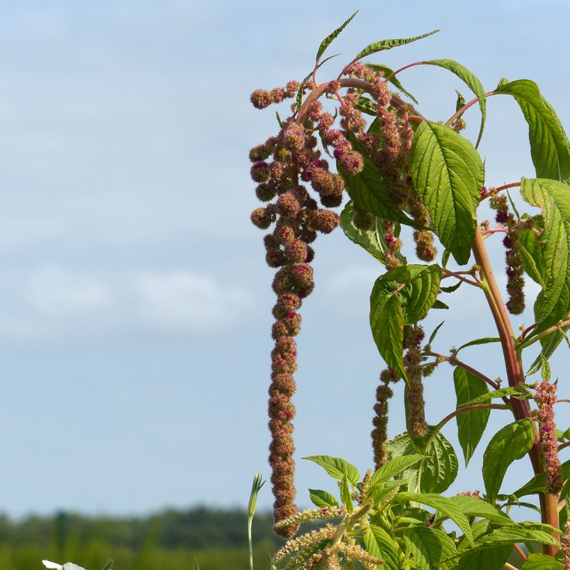 Amaranto Mira (semi) - Amaranthus (Fioritura)