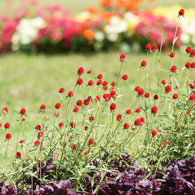 Gomphrena haageana Strawberry Fields - Amarantino (Porto)