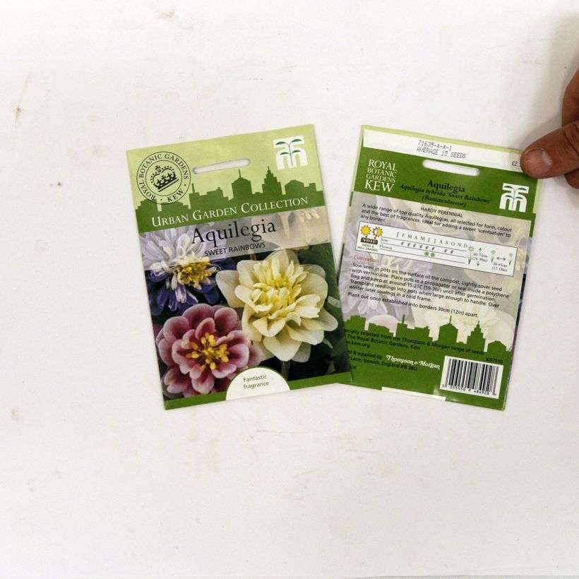Esempio di esemplare Aquilegia Sweet Rainbows sacchetto di 20 semi circa come consegnato